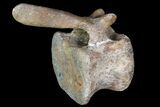 Long Edmontosaurus (Duck-Billed Dinosaur) Vertebra - SD #92846-2